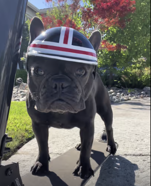 Electric Scooter Anyone ? Remember, Your Pets Must Have Fun Too !